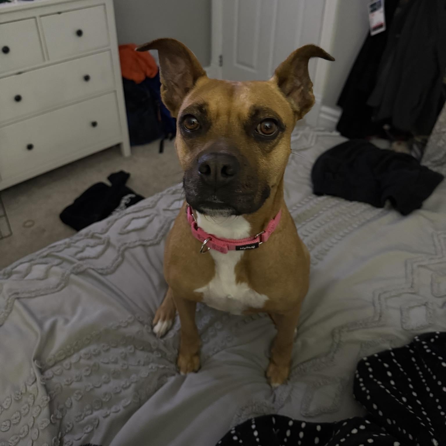 Newpy, a Adoptable mixed breed in Woodstock, ON image 2/5