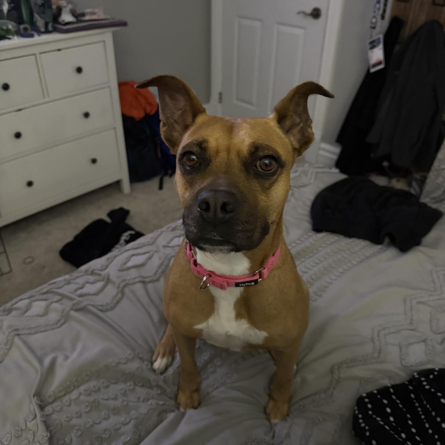 Newpy, a Adoptable mixed breed in Woodstock, ON image 3/6