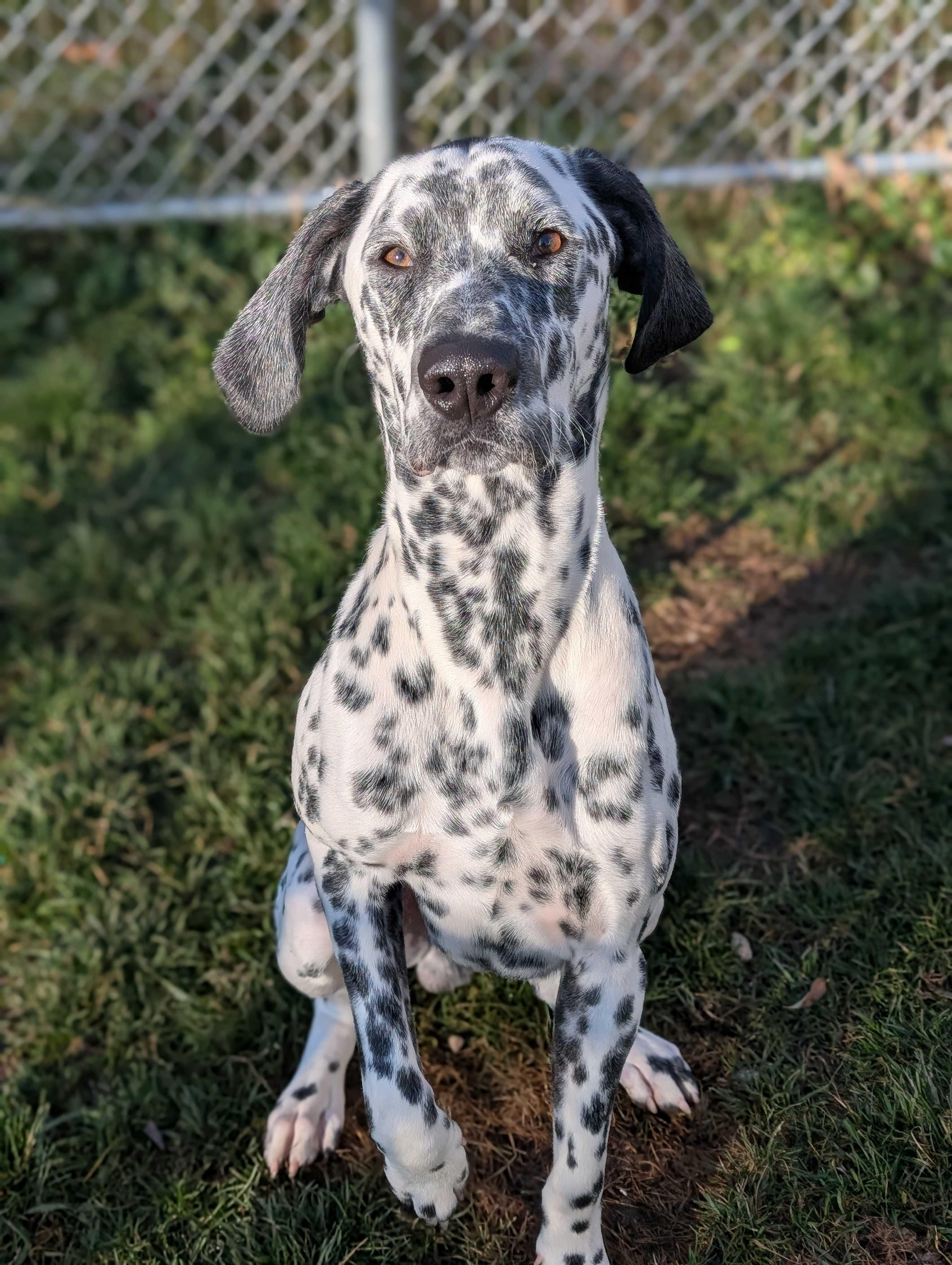 Pongo, Adoptable, Young Male Dalmatian.