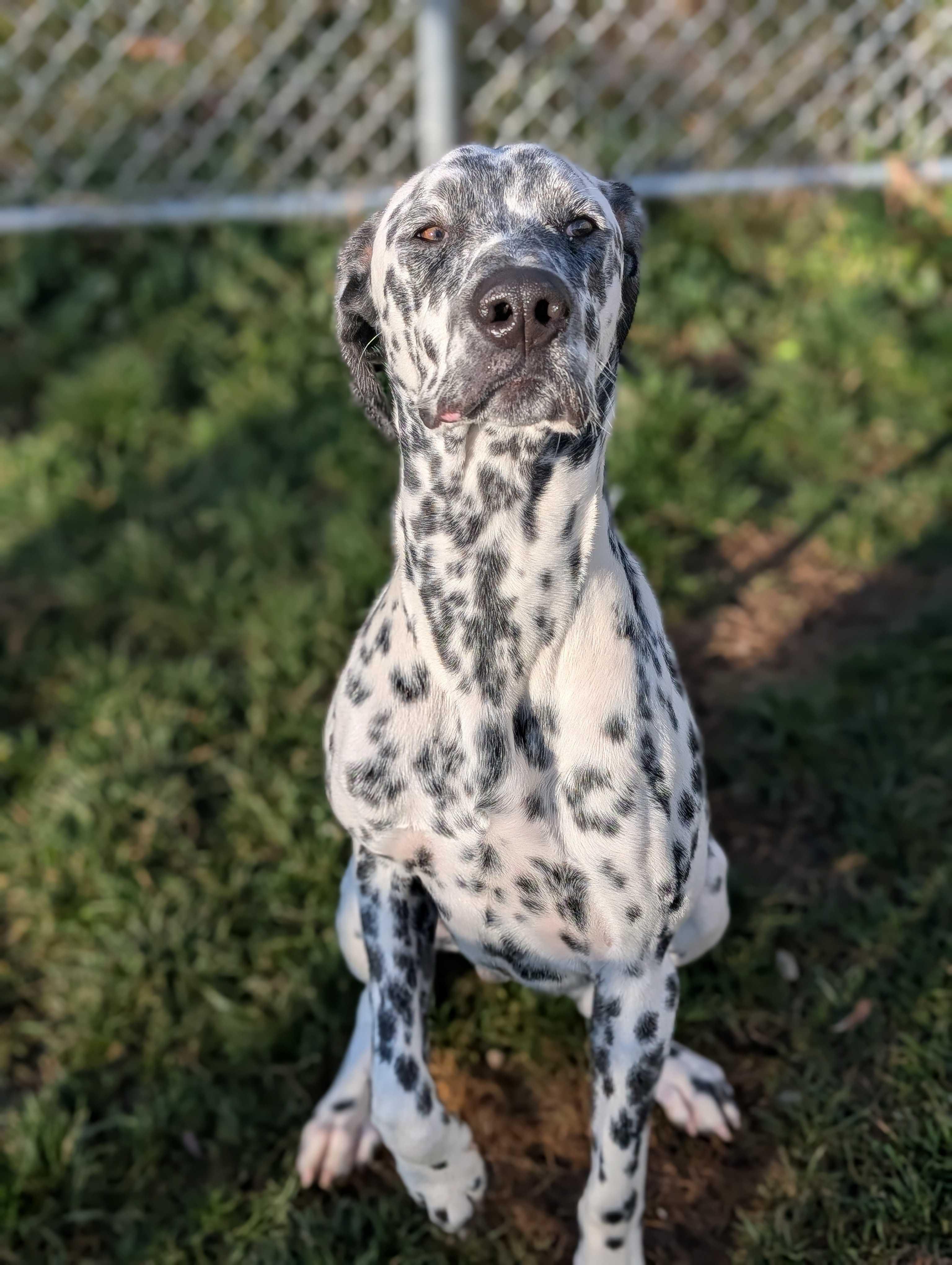 Enlarge Pongo, a Adoptable mixed breed in Lafayette, NJ image 2/2