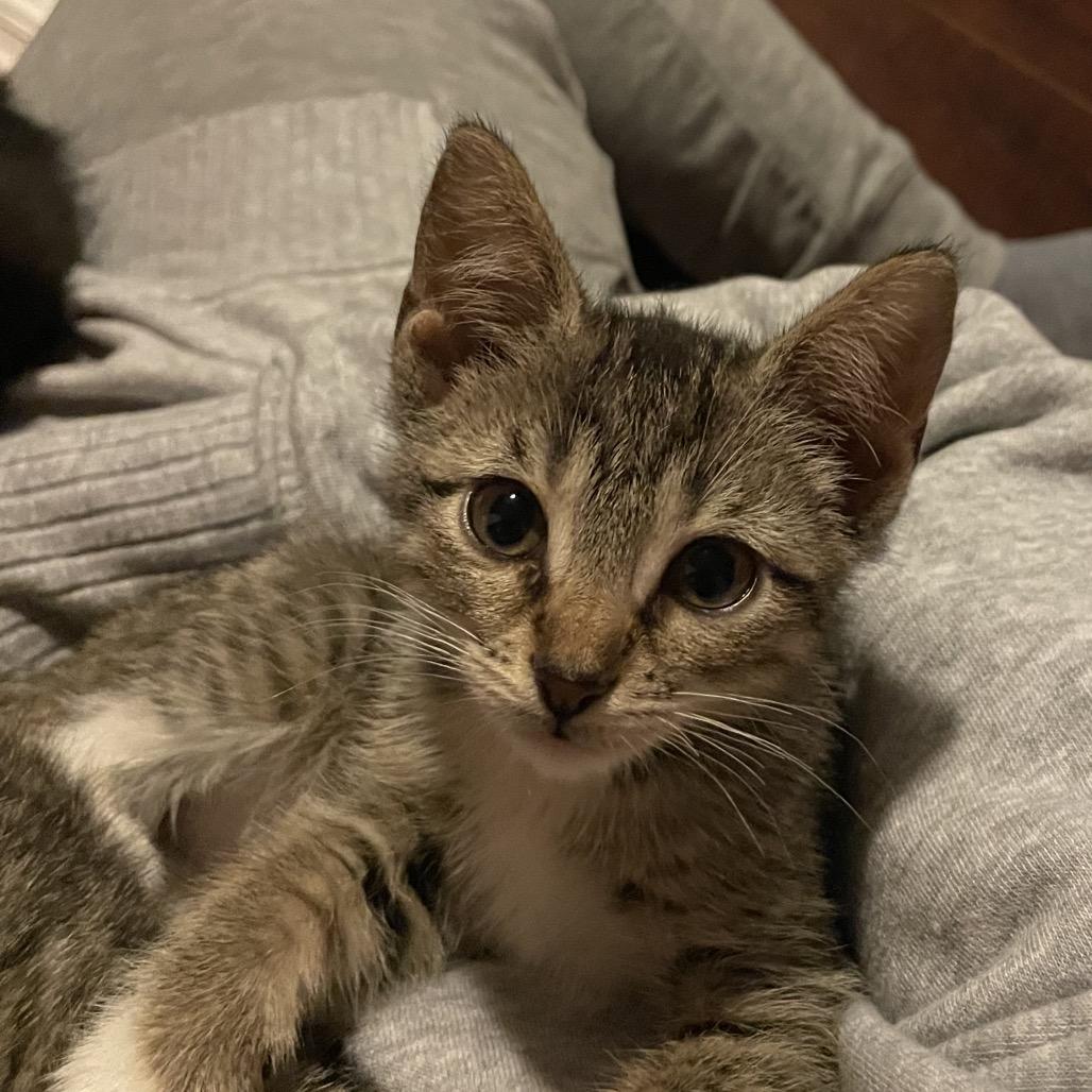 Sephora, Adoptable, Kitten Female Domestic Short Hair.