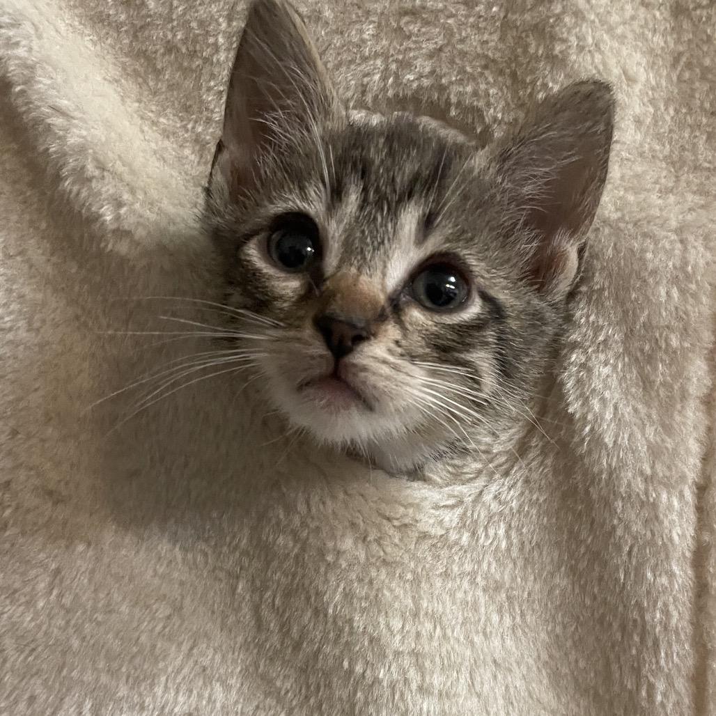 Enlarge Sephora, a Adoptable Domestic Short Hair in Franklin, TN image 2/6