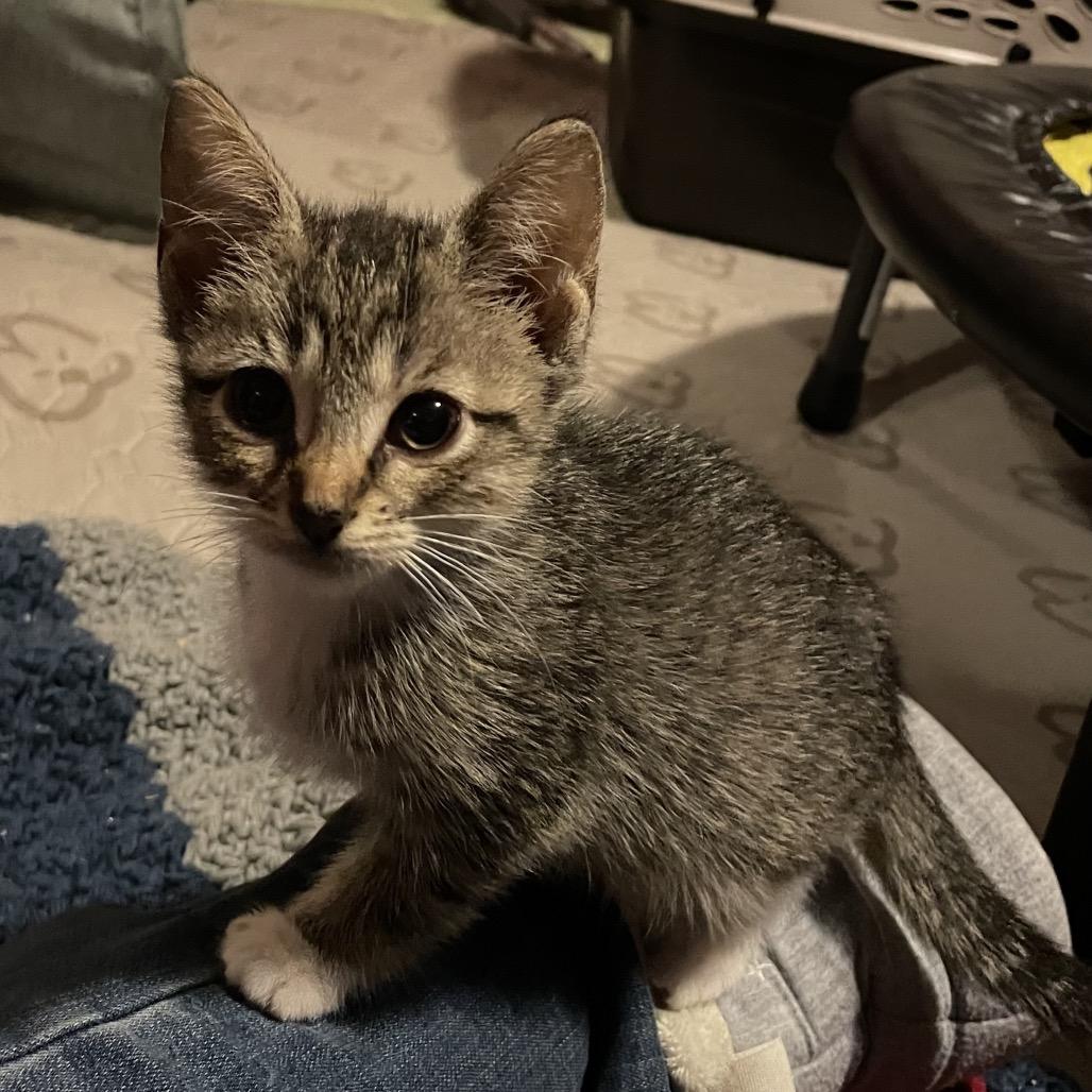 Enlarge Sephora, a Adoptable Domestic Short Hair in Franklin, TN image 3/6