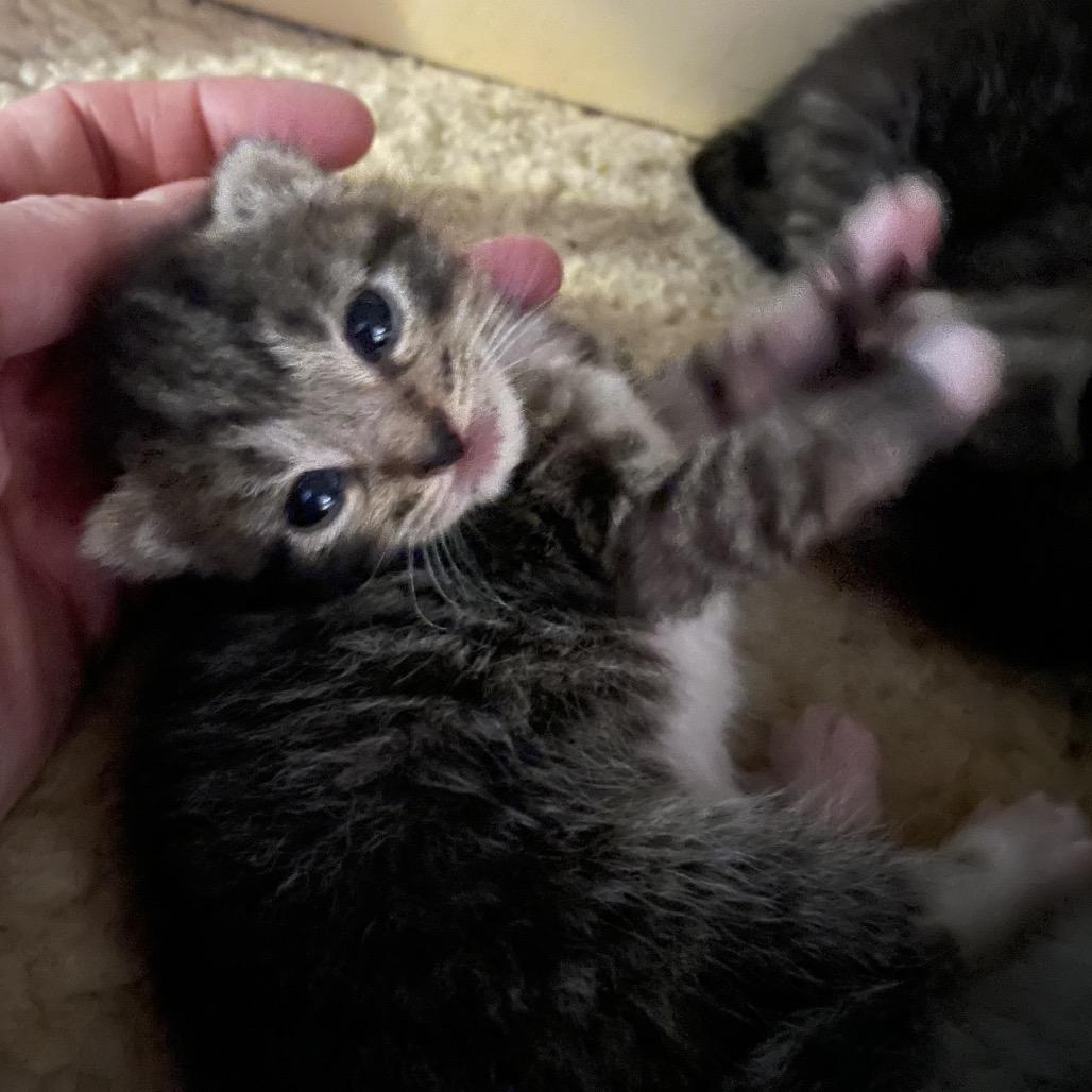 Enlarge Sephora, a Adoptable Domestic Short Hair in Franklin, TN image 4/6