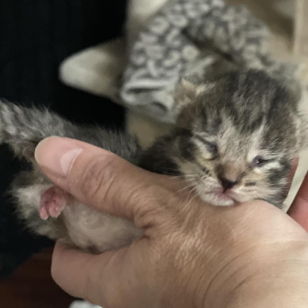 Enlarge Sephora, a Adoptable Domestic Short Hair in Franklin, TN image 5/6