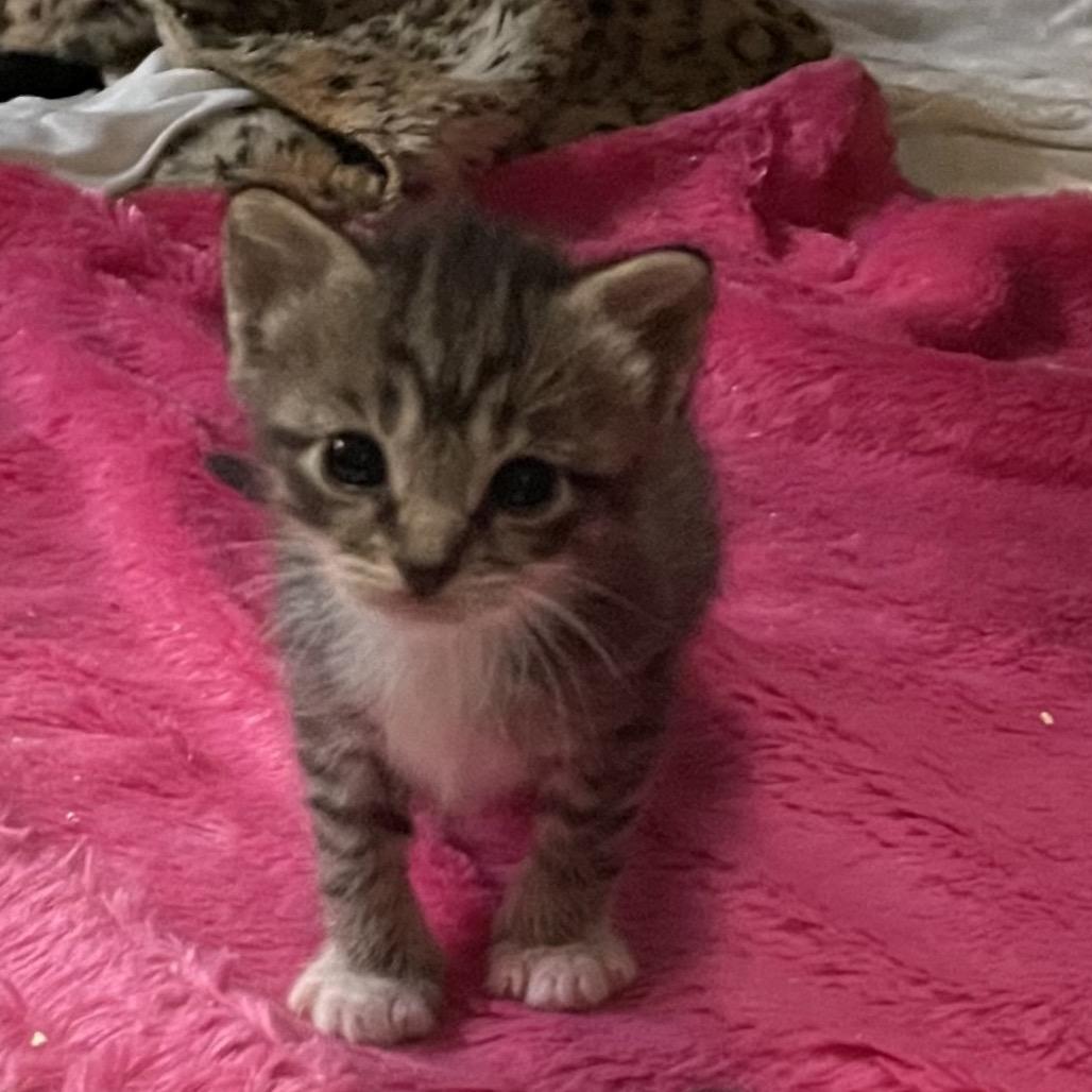 Enlarge Sephora, a Adoptable Domestic Short Hair in Franklin, TN image 6/6