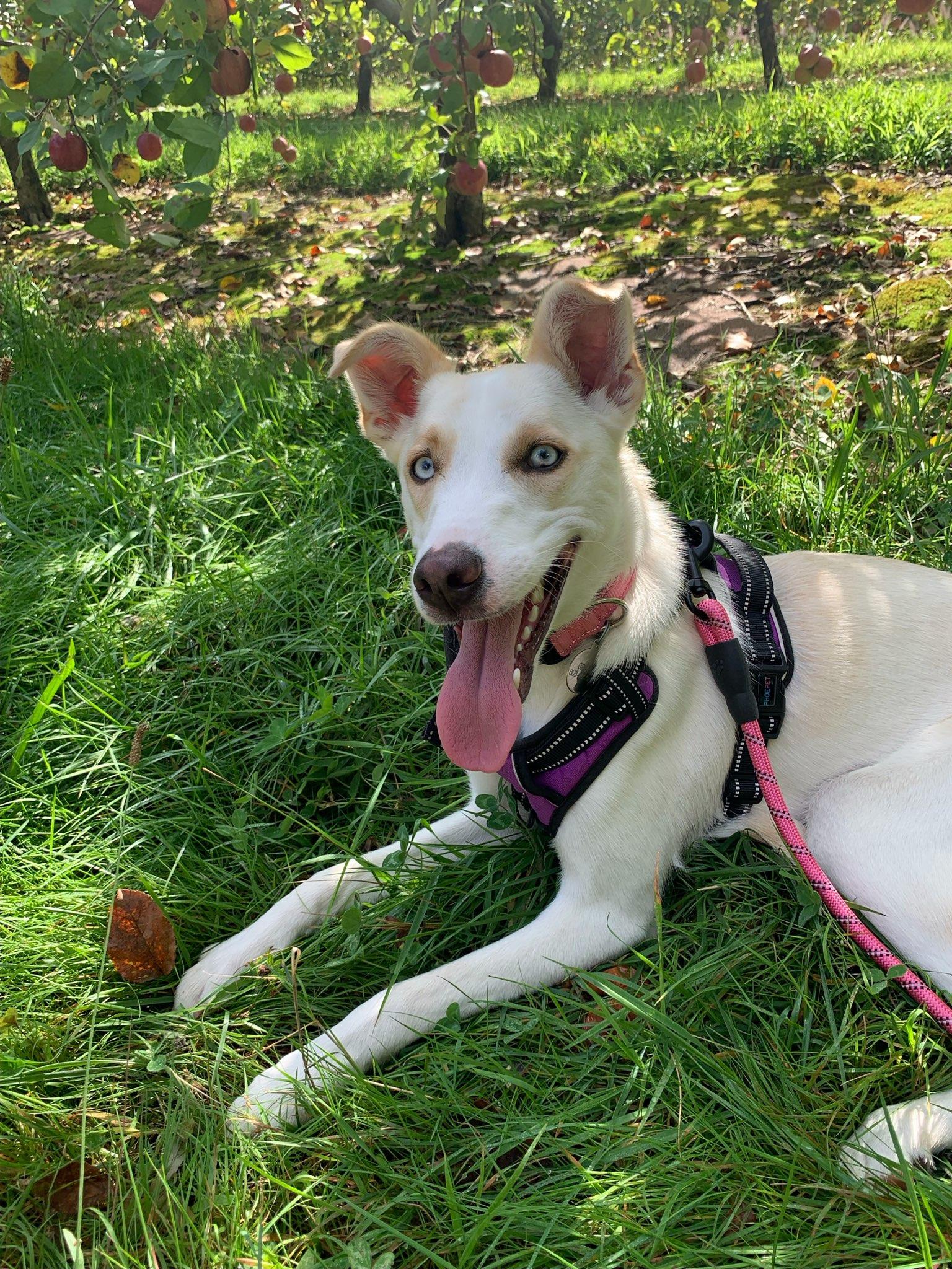 Stella, ADOPTABLE, Young Female Husky & Terrier.