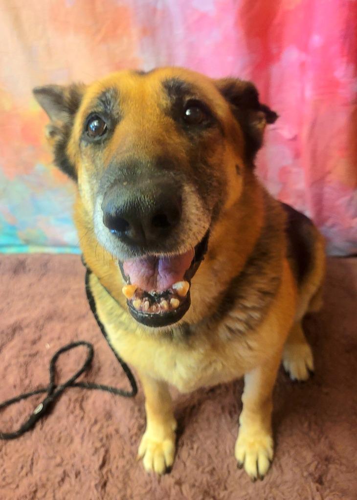 Enlarge LALA, a Adoptable German Shepherd Dog in Wintersville, OH image 2/2