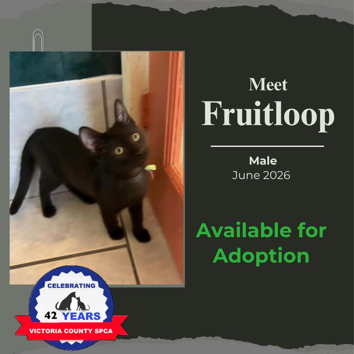 Enlarge Fruit Loop, a Adoptable Domestic Short Hair in Arthurette, NB image 1/1