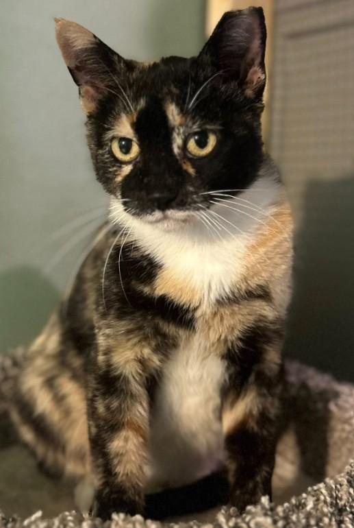 Stealia, Adoptable, Adult Female Calico.
