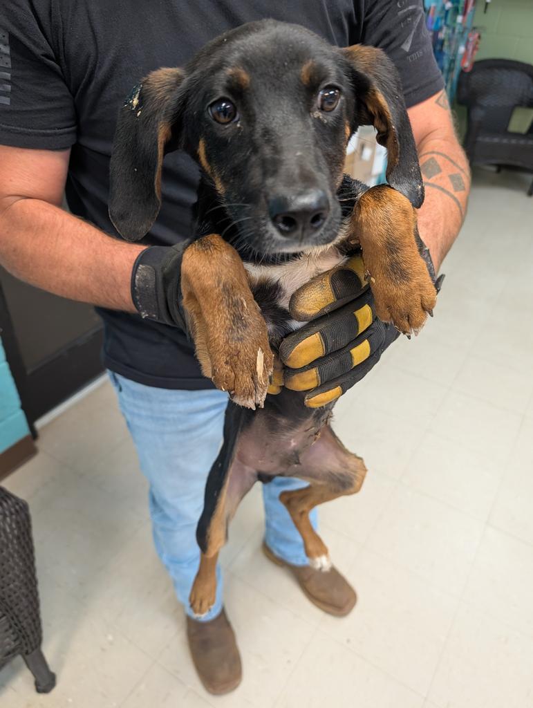 Cyrus, Adoptable, Young Male Terrier.