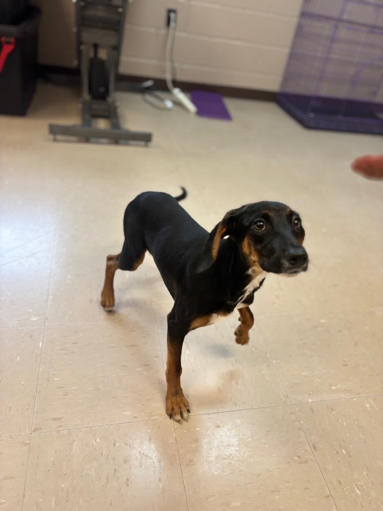 Enlarge Cyrus, a Adoptable mixed breed in Burnsville, NC image 2/4