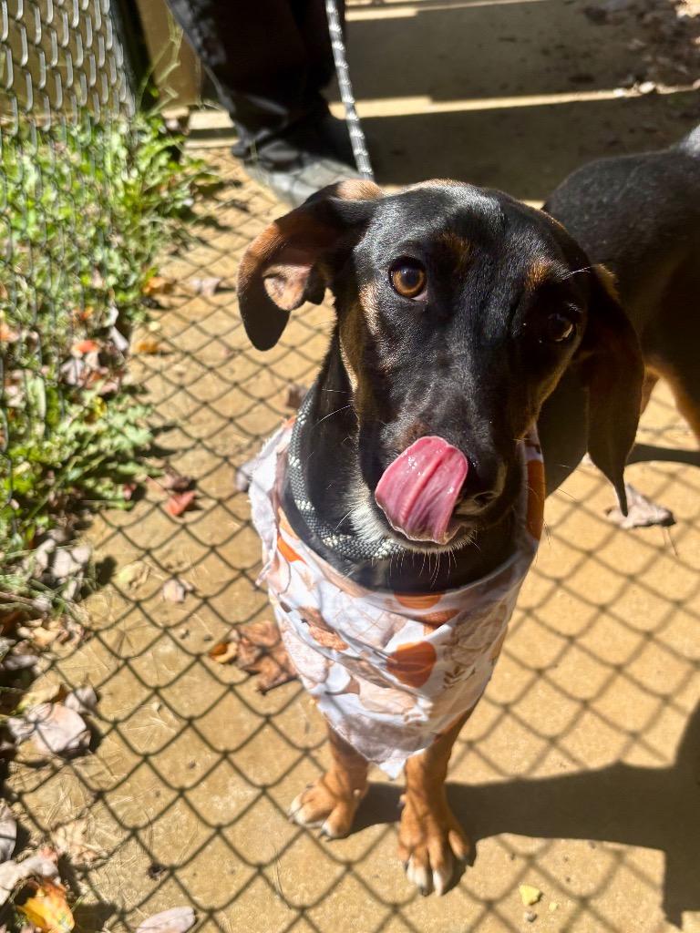 Enlarge Cyrus, a Adoptable mixed breed in Burnsville, NC image 3/4