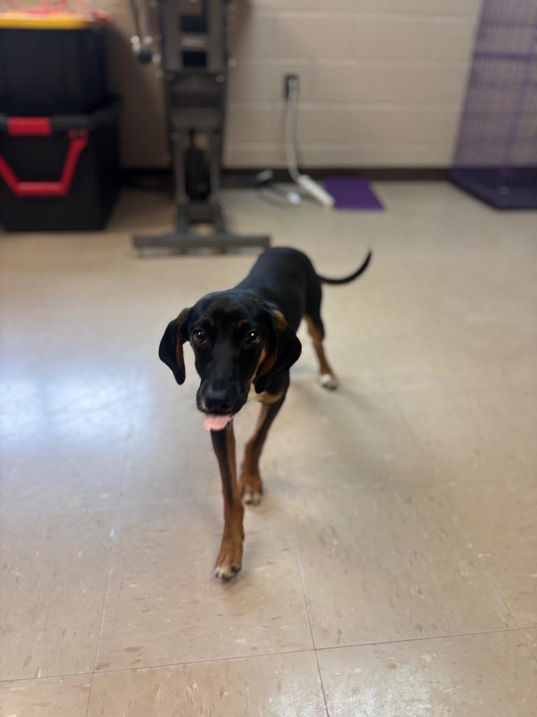Enlarge Cyrus, a Adoptable mixed breed in Burnsville, NC image 4/4