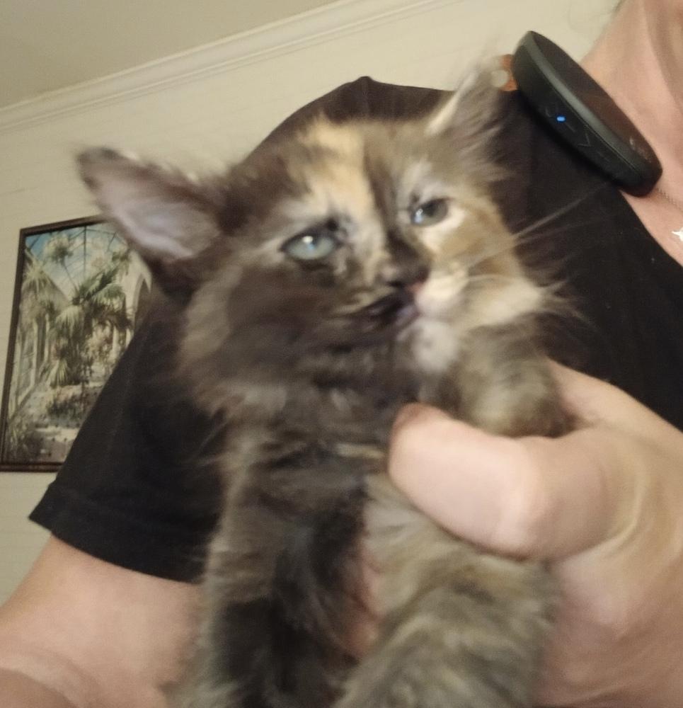 Cinnamon, a Adopted mixed breed in Wilmington, NC image 1/4