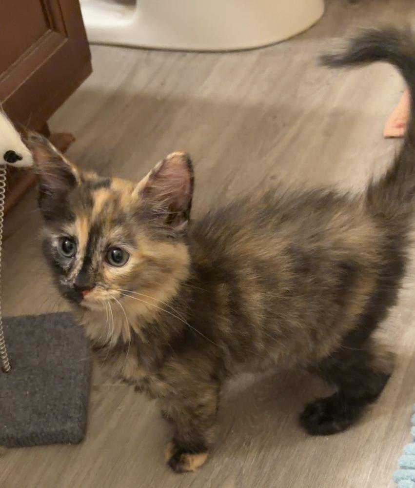 Cinnamon, a Adopted mixed breed in Wilmington, NC image 2/4