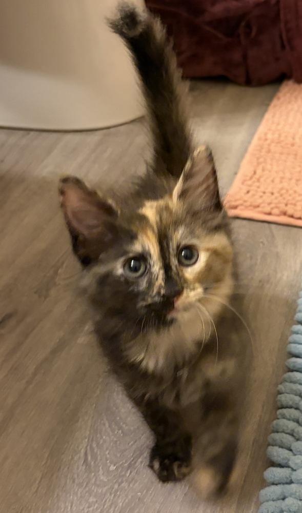 Cinnamon, a Adopted mixed breed in Wilmington, NC image 3/4