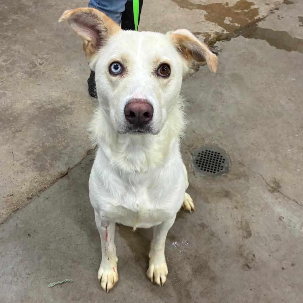 Ghost, Adoptable, Adult Female Husky & Mixed Breed.