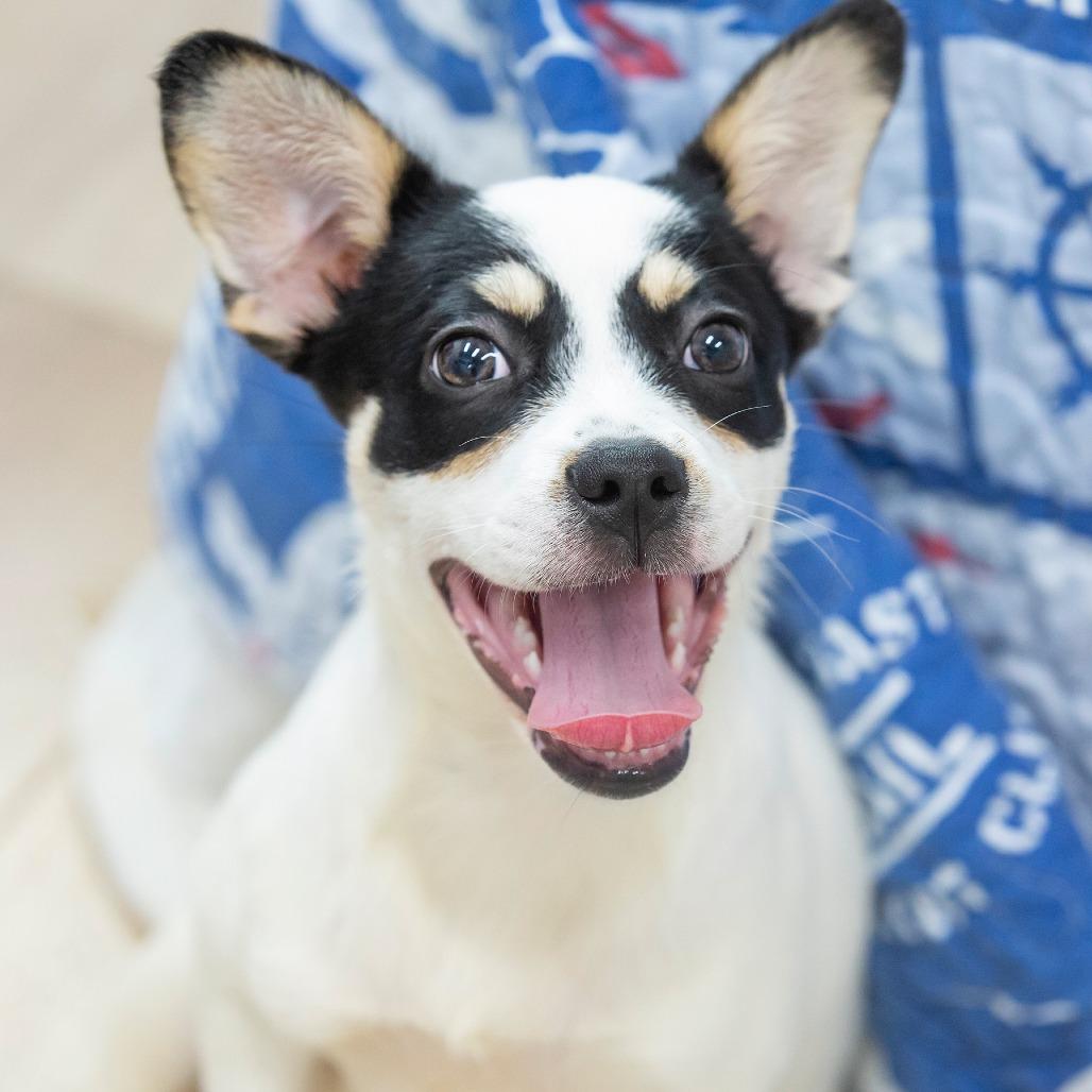 Wakko, Adoptable, Puppy Female Mixed Breed.
