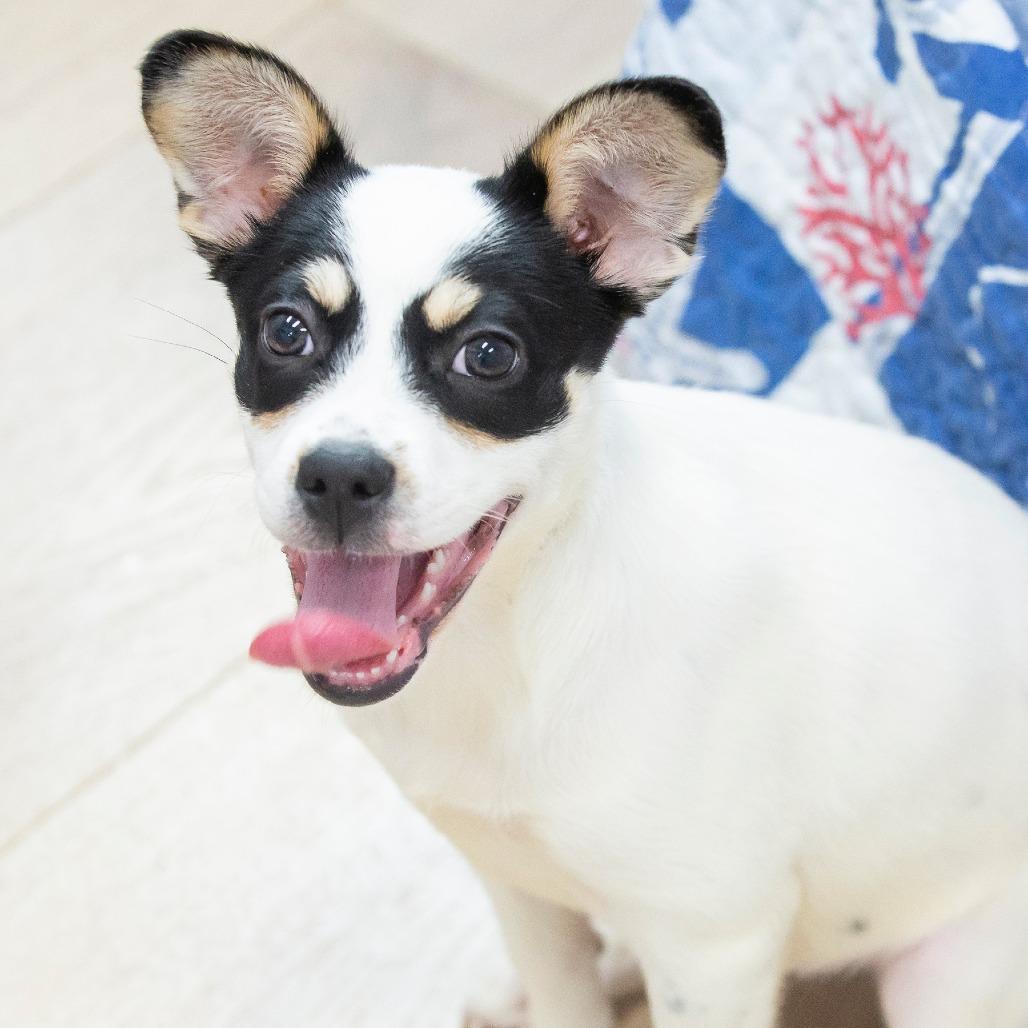 Wakko, a Adoptable Mixed Breed in Cartersville, GA image 2/4