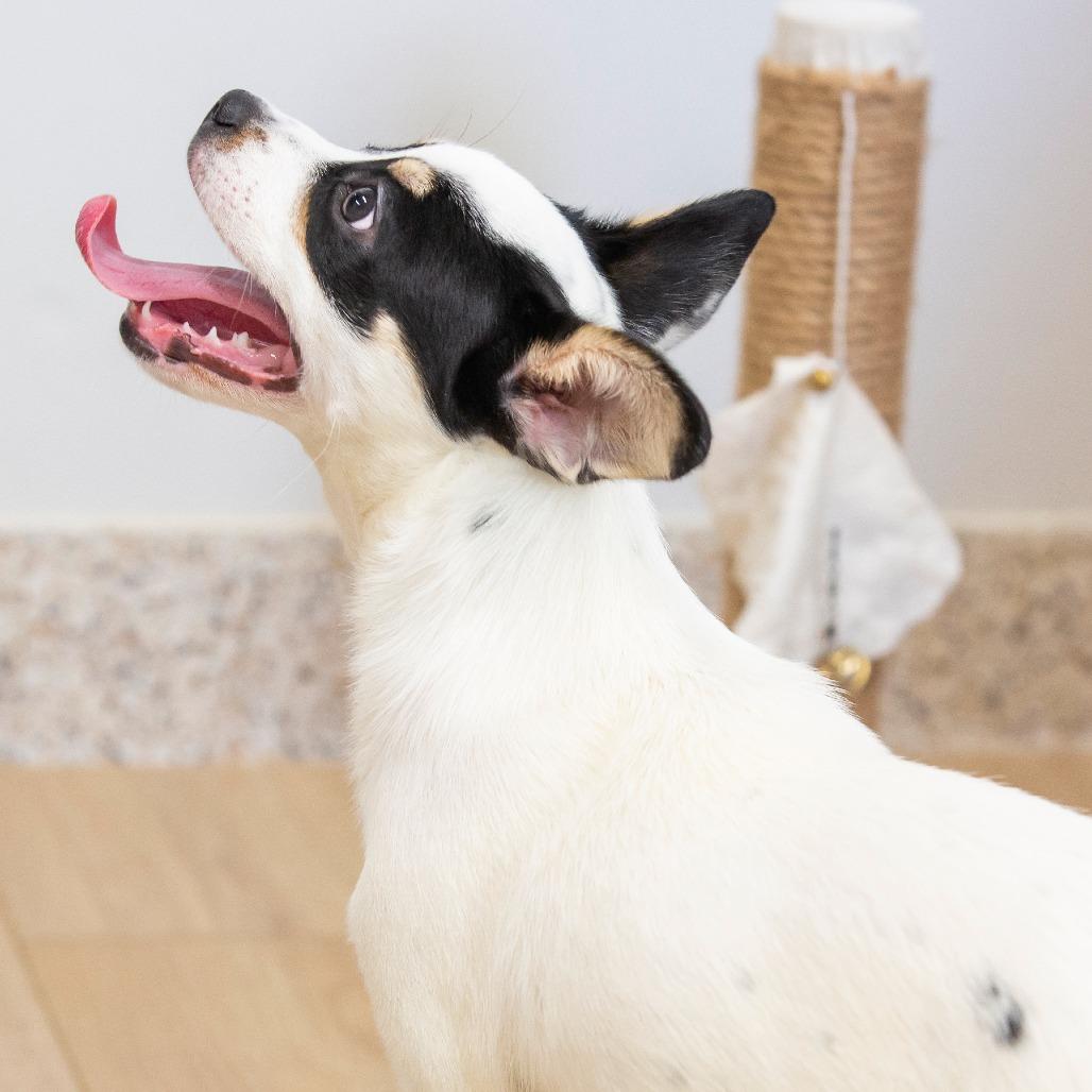 Wakko, a Adoptable Mixed Breed in Cartersville, GA image 3/4