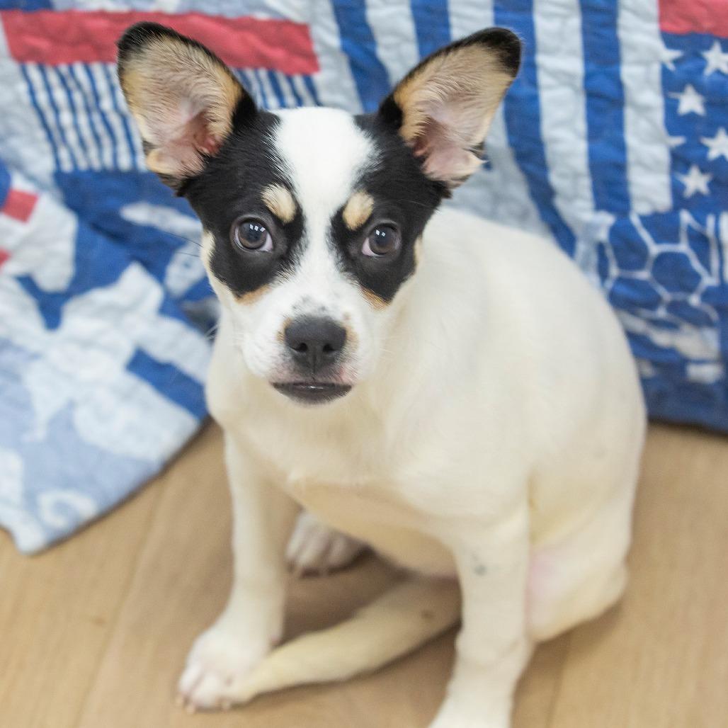 Wakko, a Adoptable Mixed Breed in Cartersville, GA image 4/4