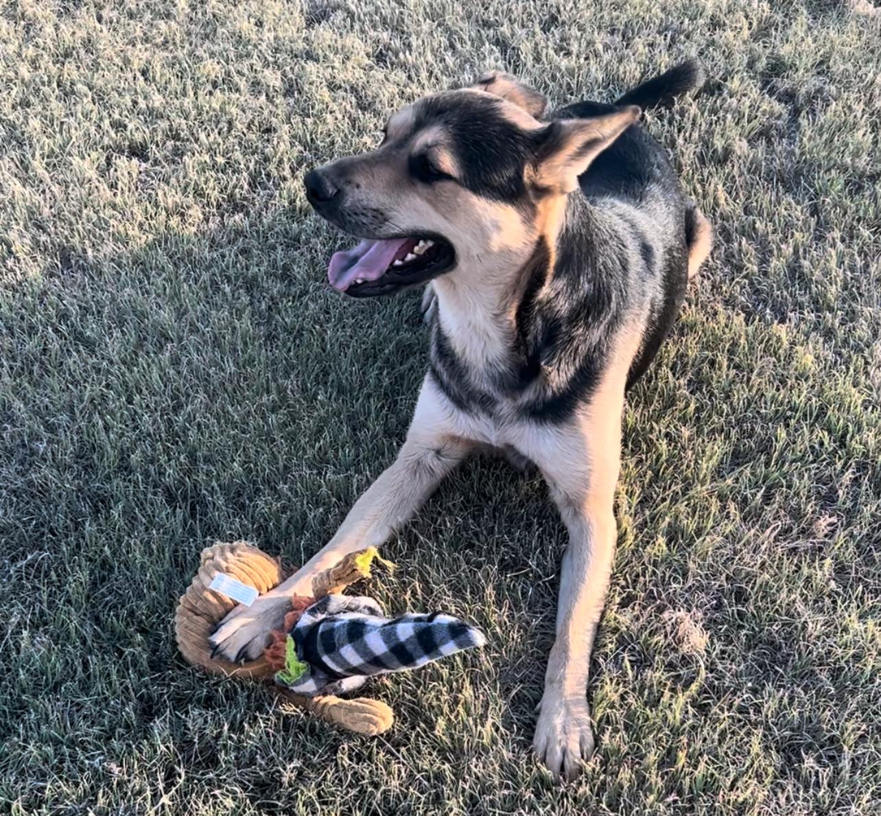 Noodles — thumbnail 2