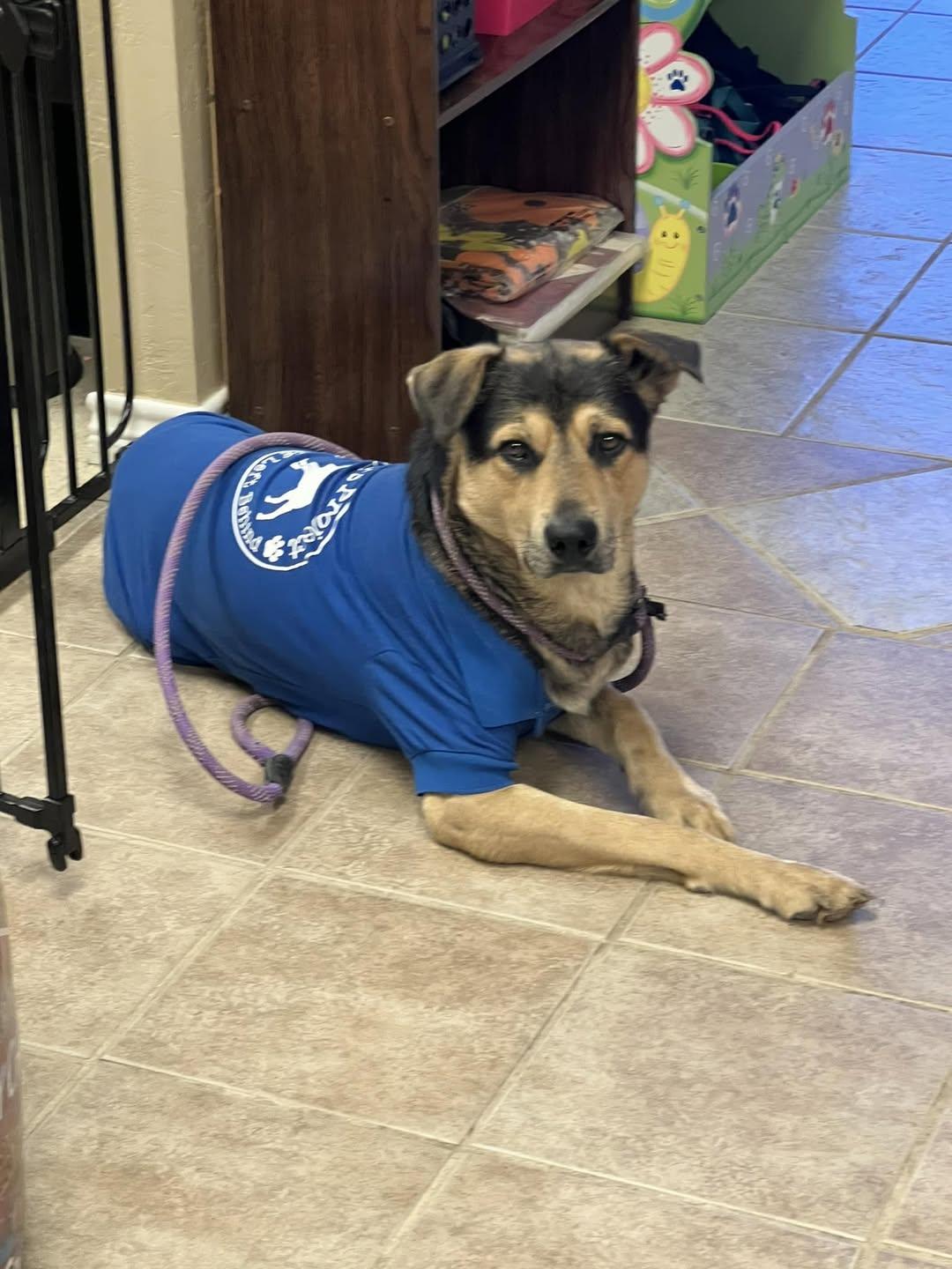 Noodles — thumbnail 3