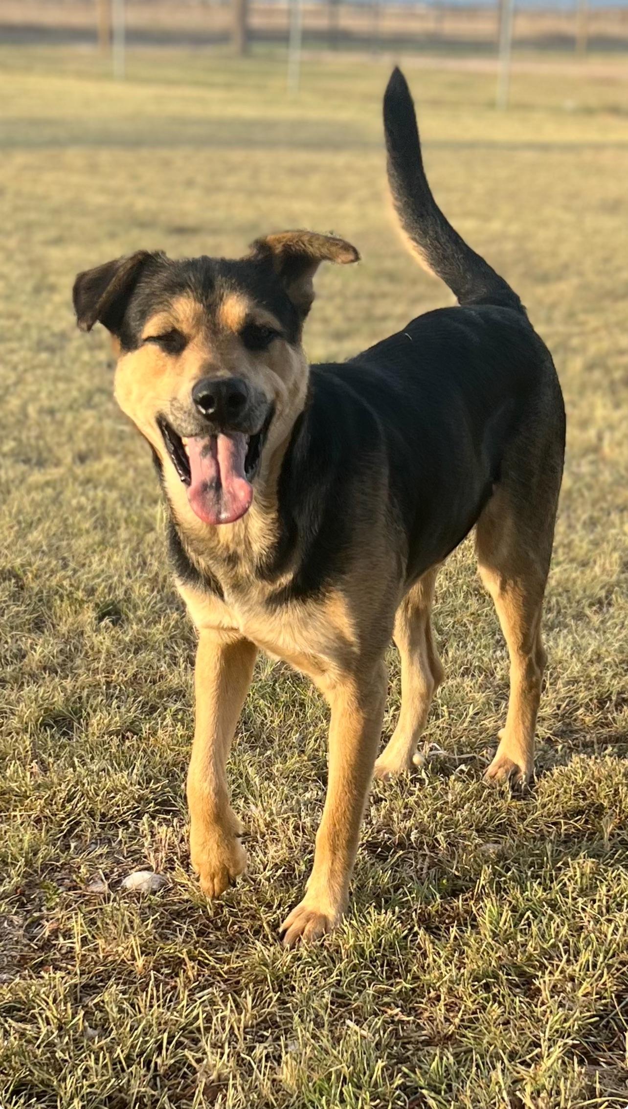 Noodles — thumbnail 4