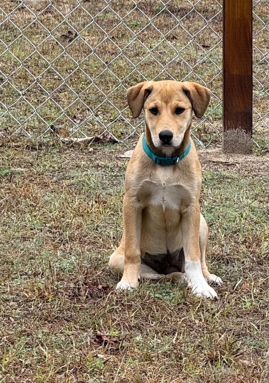 Enlarge Jane, a Adoptable mixed breed in Albany, NY image 4/4