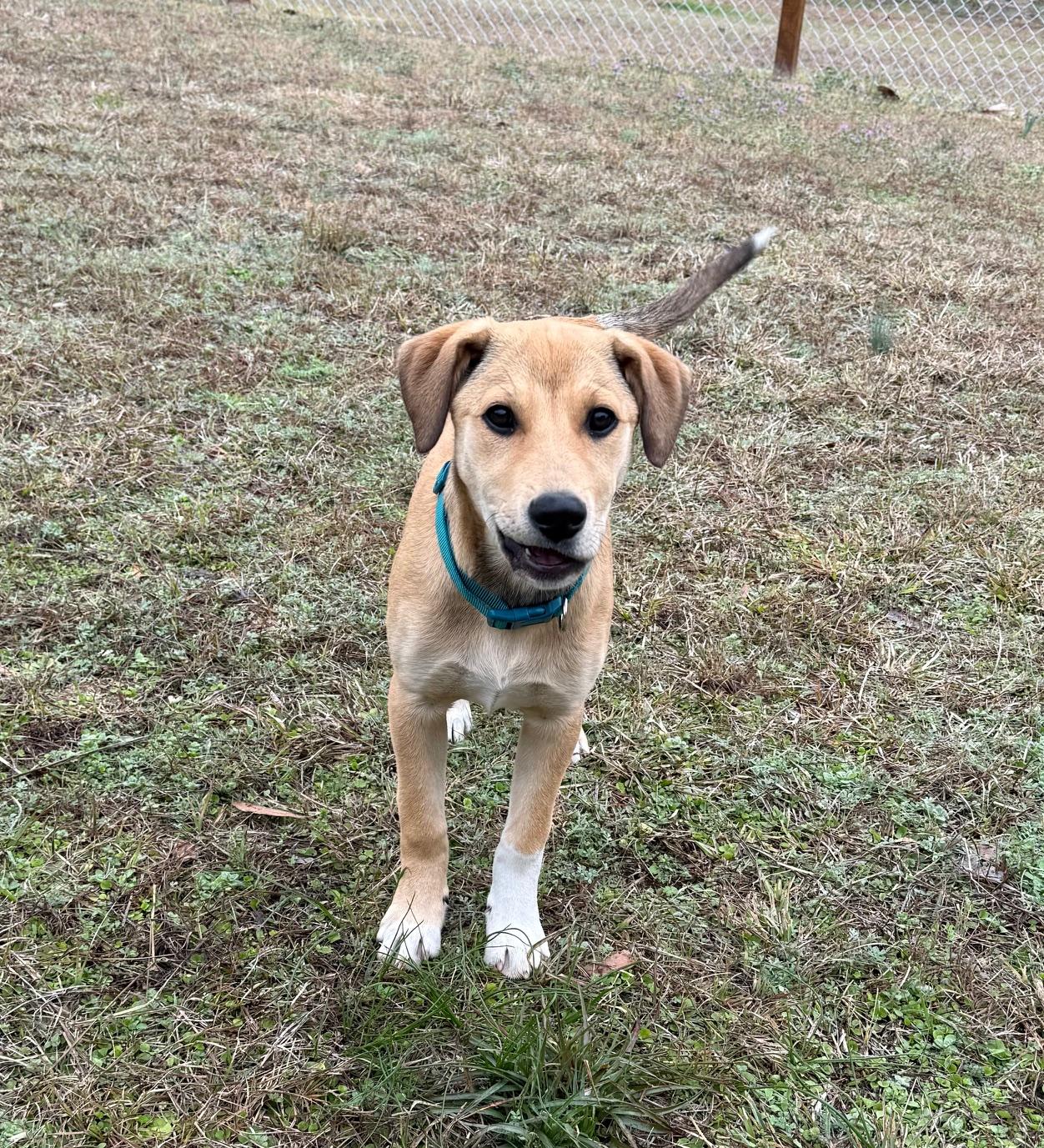 Enlarge Jane, a Adoptable mixed breed in Albany, NY image 2/4