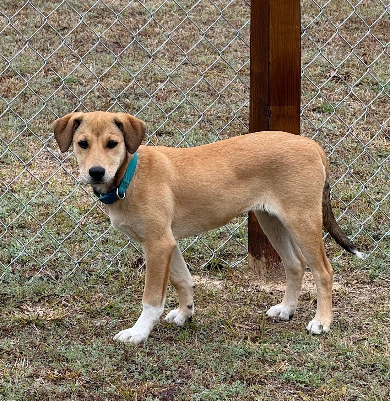 Enlarge Jane, a Adoptable mixed breed in Albany, NY image 3/4