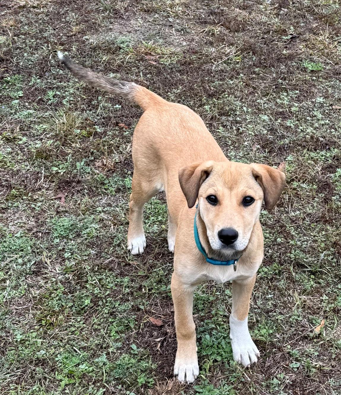 Jane, Adoptable, Young Female Yellow Labrador Retriever & Hound.