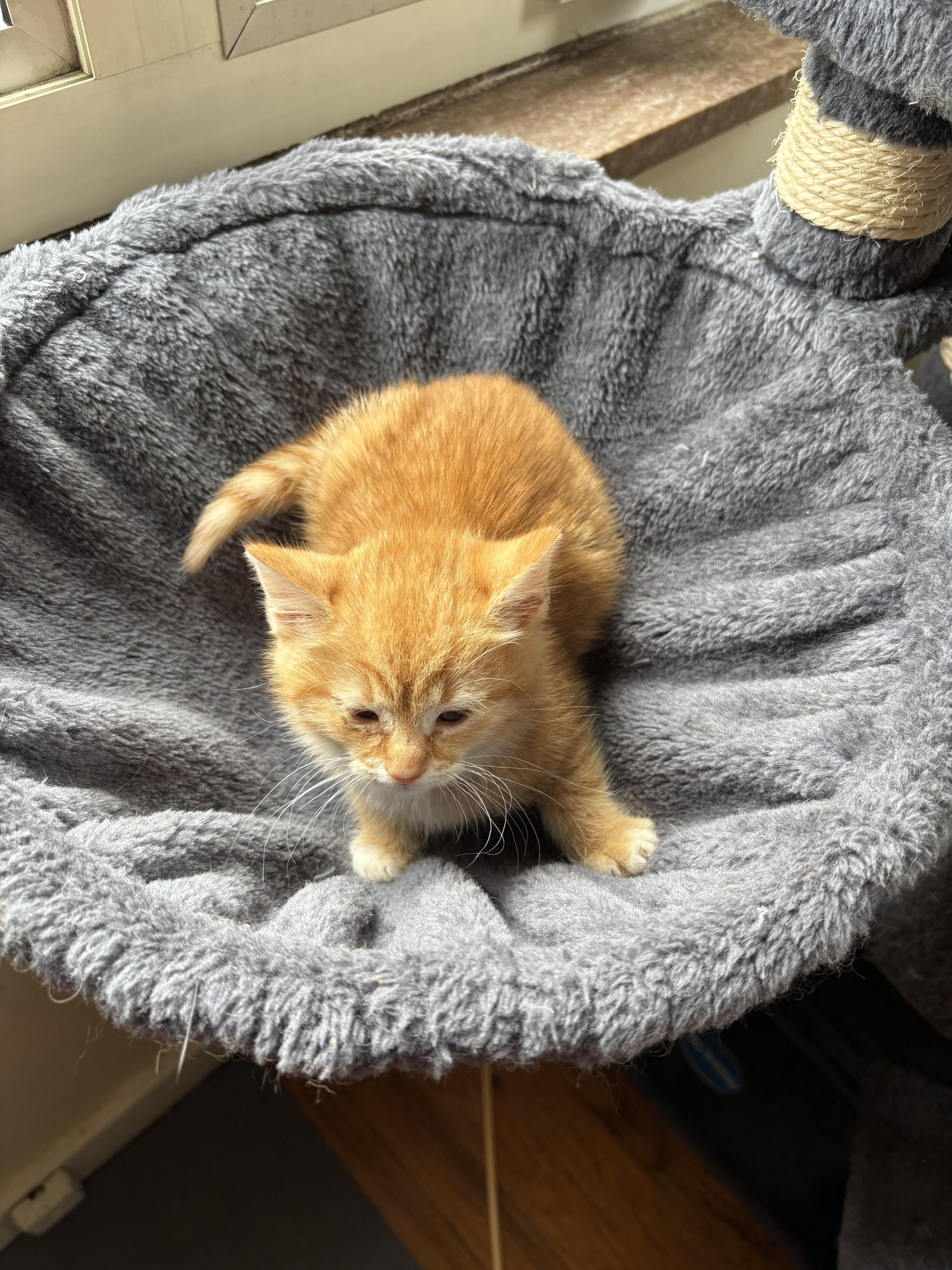 Helios, Adopted, Young Male Domestic Short Hair.