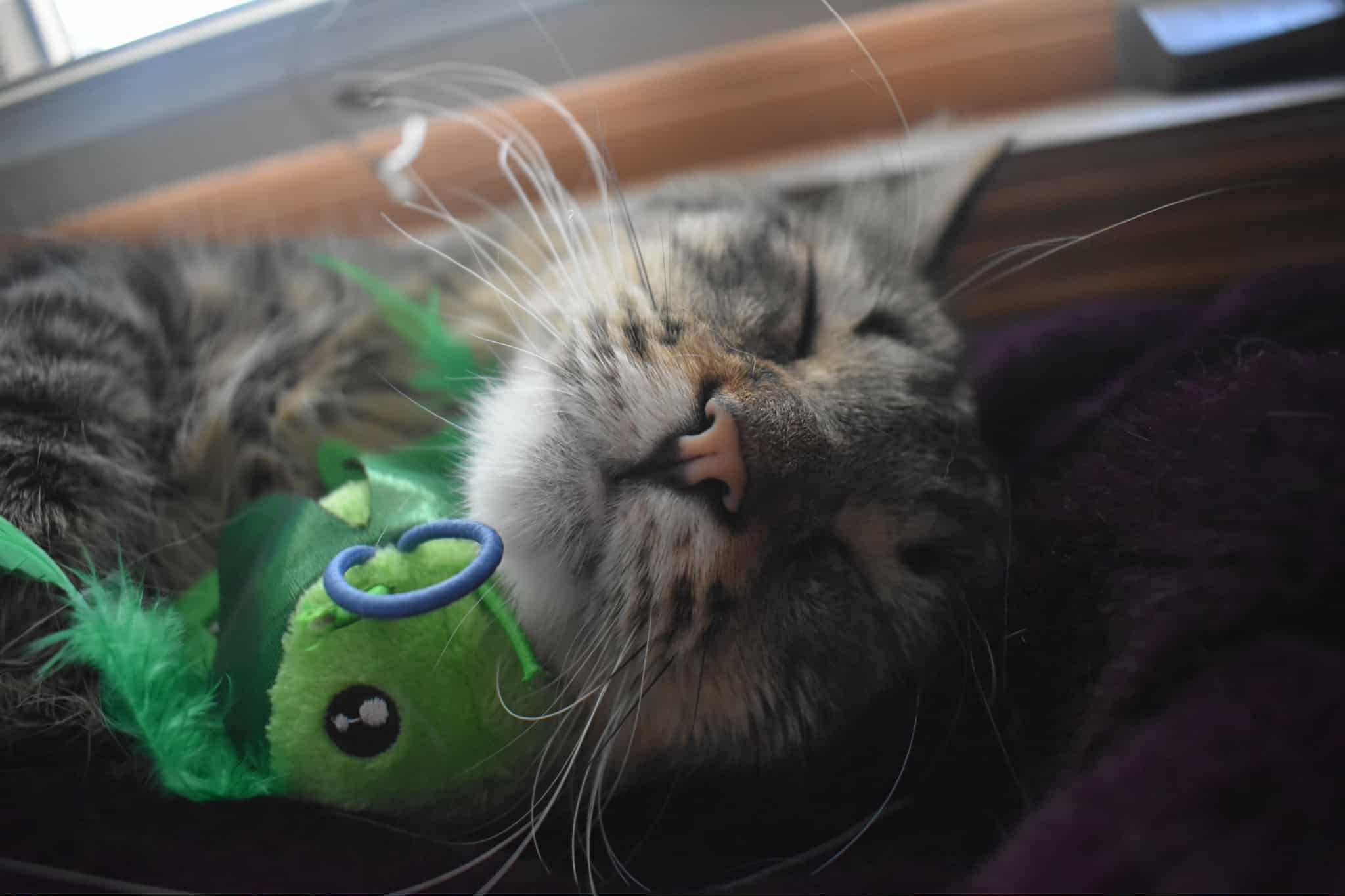 Enlarge Stitch, a Adopted mixed breed in Lakeville, MN image 2/5