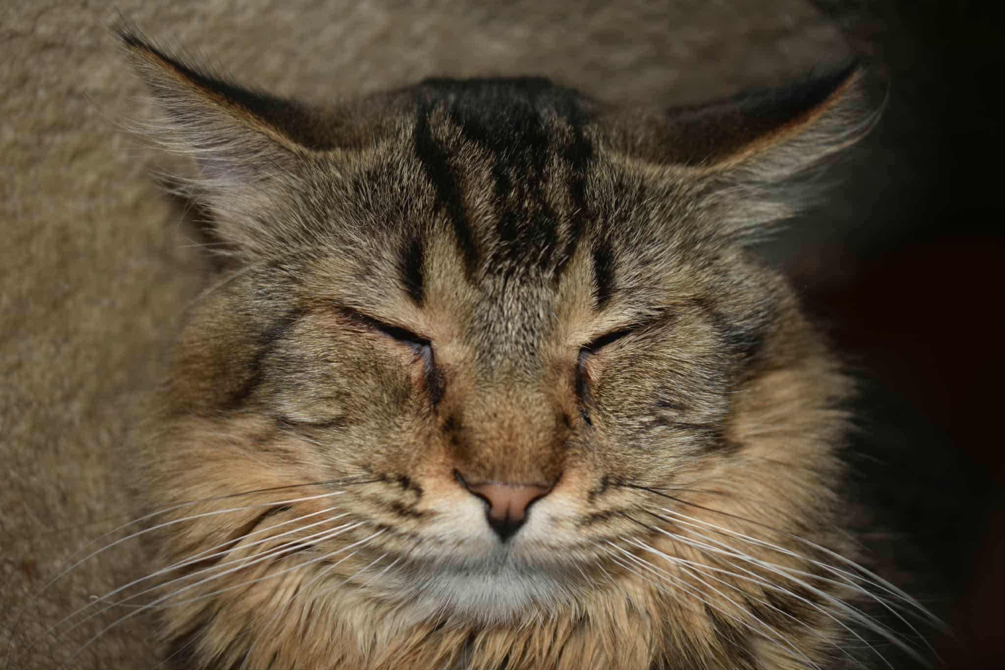 Enlarge Stitch, a Adopted mixed breed in Lakeville, MN image 4/5