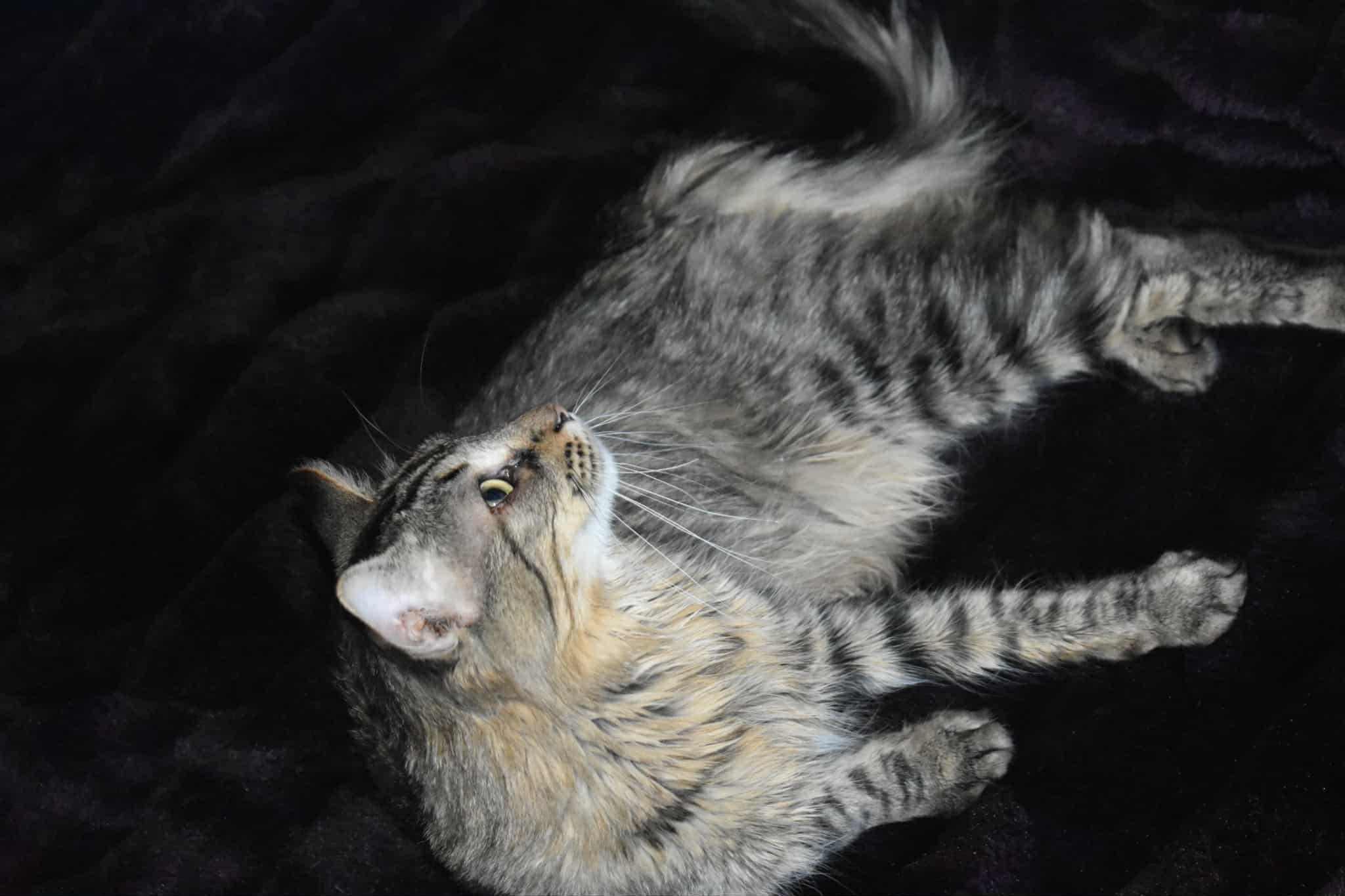 Enlarge Stitch, a Adopted mixed breed in Lakeville, MN image 5/5