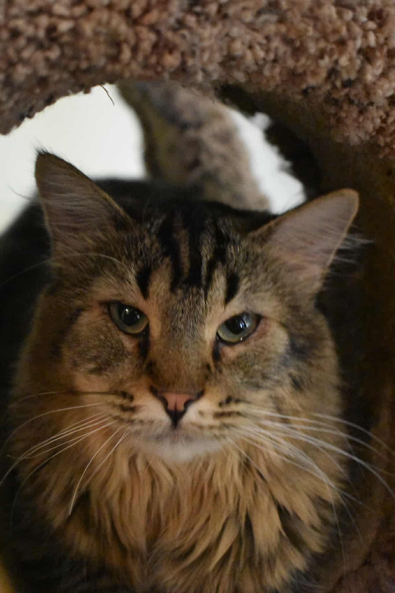 Stitch, Adopted, Young Male Maine Coon.