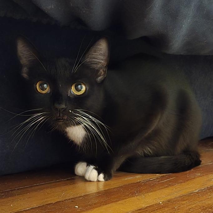 Sailor Cat Port, Adoptable, Adult Female Domestic Short Hair.