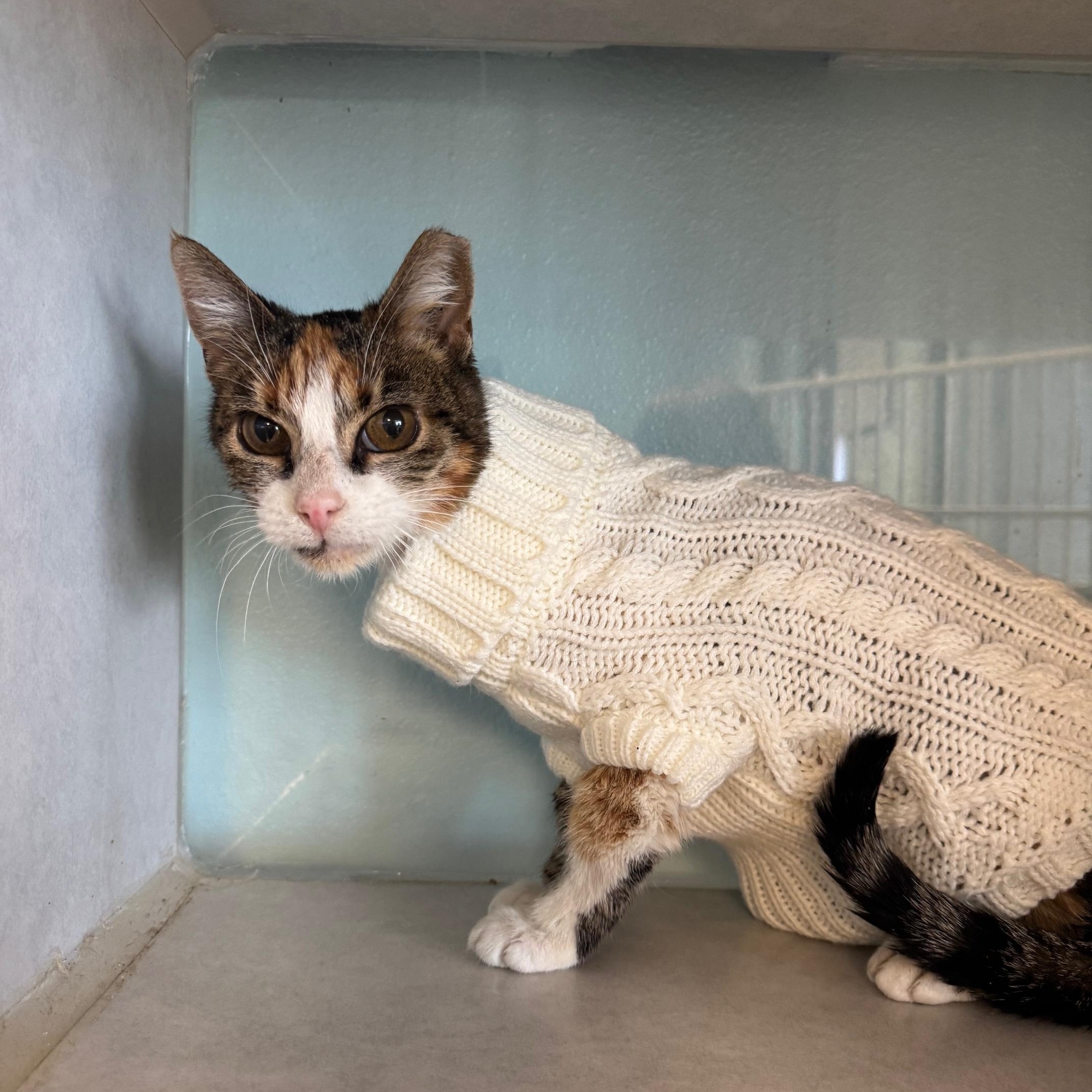 Enlarge Possum, an adoptable mixed breed in Albuquerque, NM image 1/2