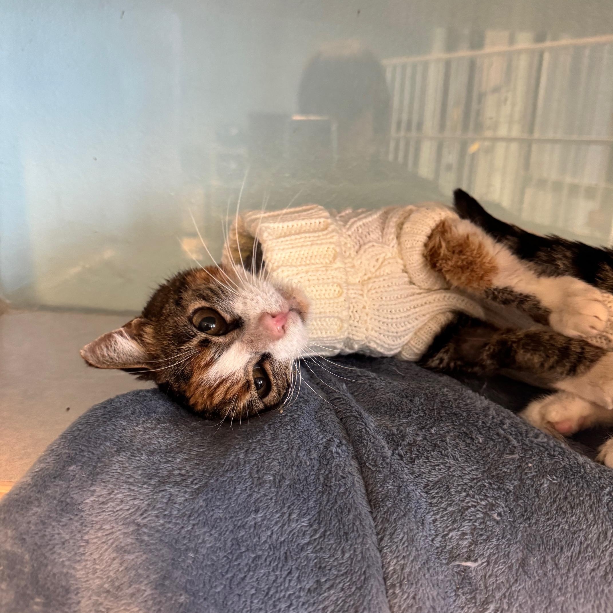 Enlarge Possum, an adoptable mixed breed in Albuquerque, NM image 2/2