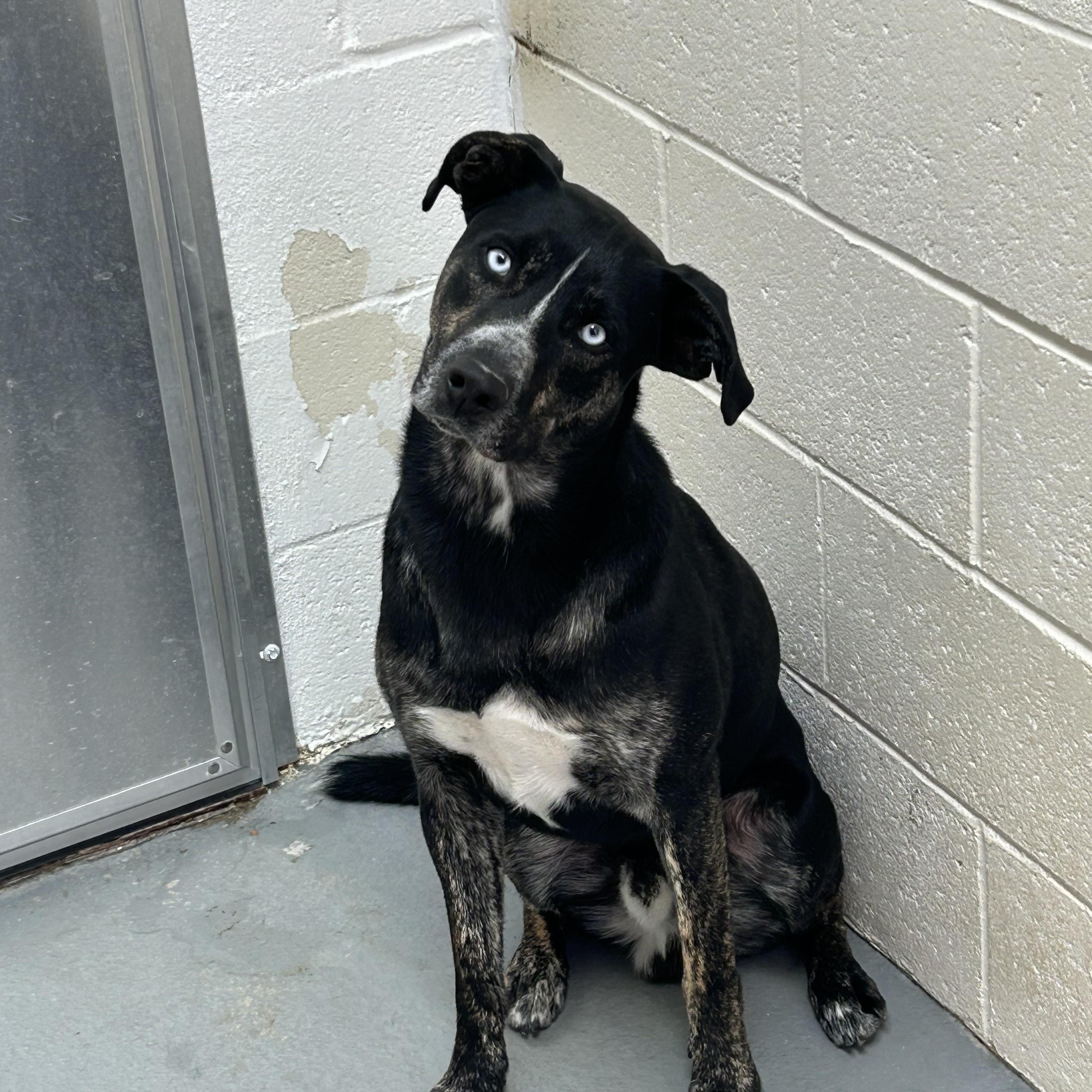 Frank aka Mr Sinatra, ADOPTABLE, Adult Male Catahoula Leopard Dog.