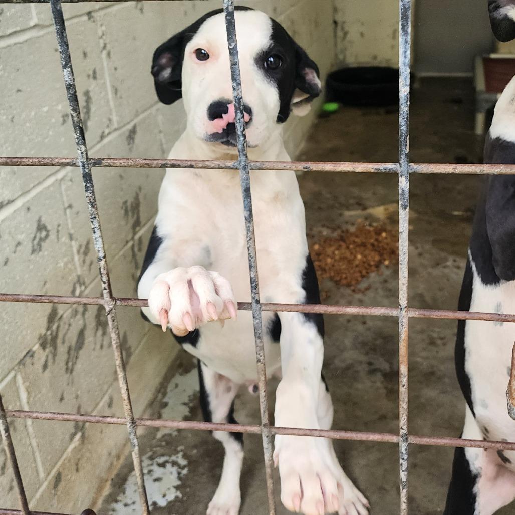 Enlarge Travis, a Adoptable mixed breed in Evensville, TN image 1/6