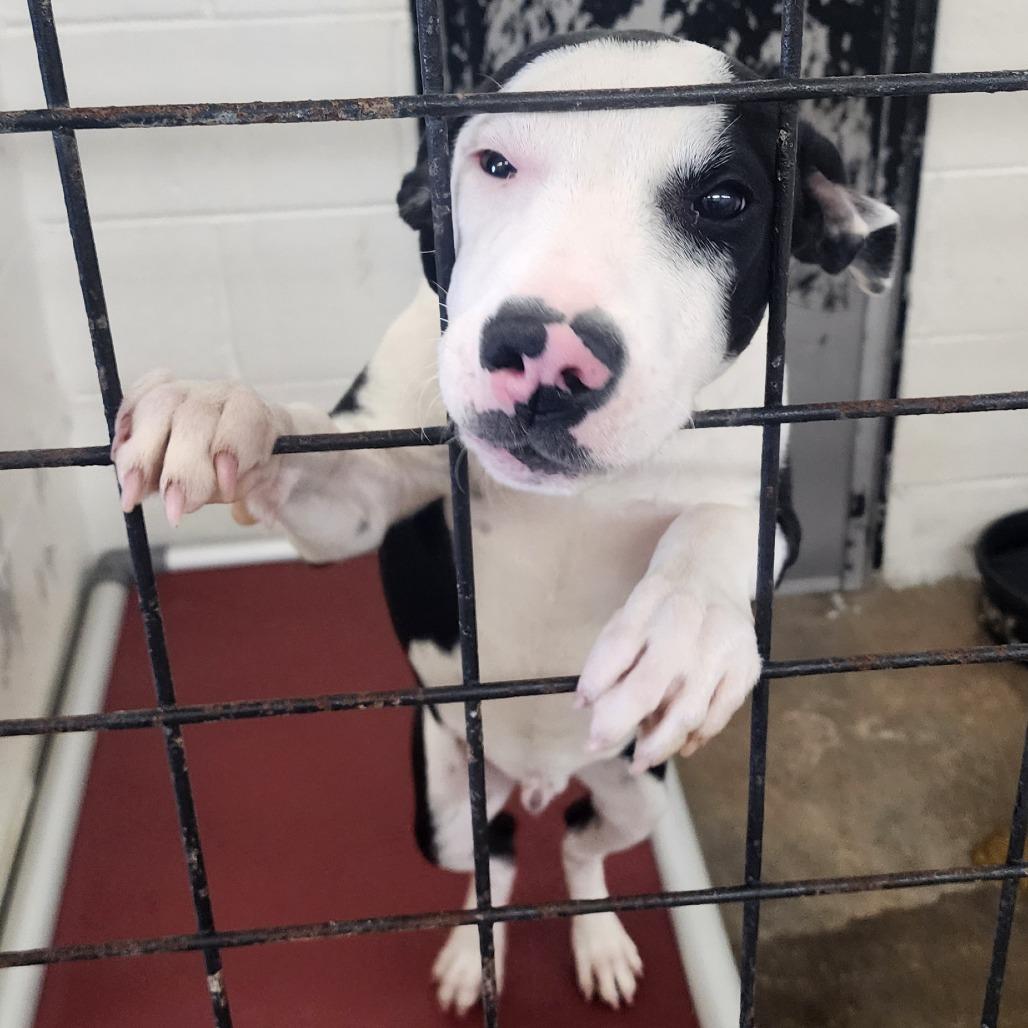 Travis, a Adoptable mixed breed in Evensville, TN image 2/6