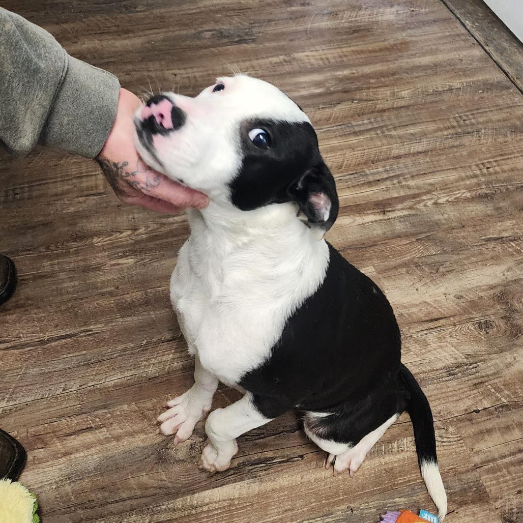 Enlarge Travis, a Adoptable mixed breed in Evensville, TN image 3/6