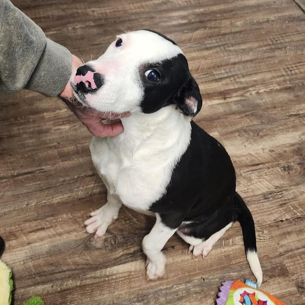 Travis, a Adoptable mixed breed in Evensville, TN image 4/6