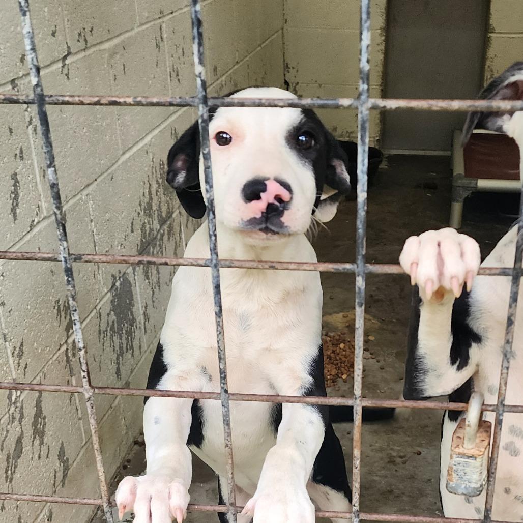 Enlarge Travis, a Adoptable mixed breed in Evensville, TN image 5/6