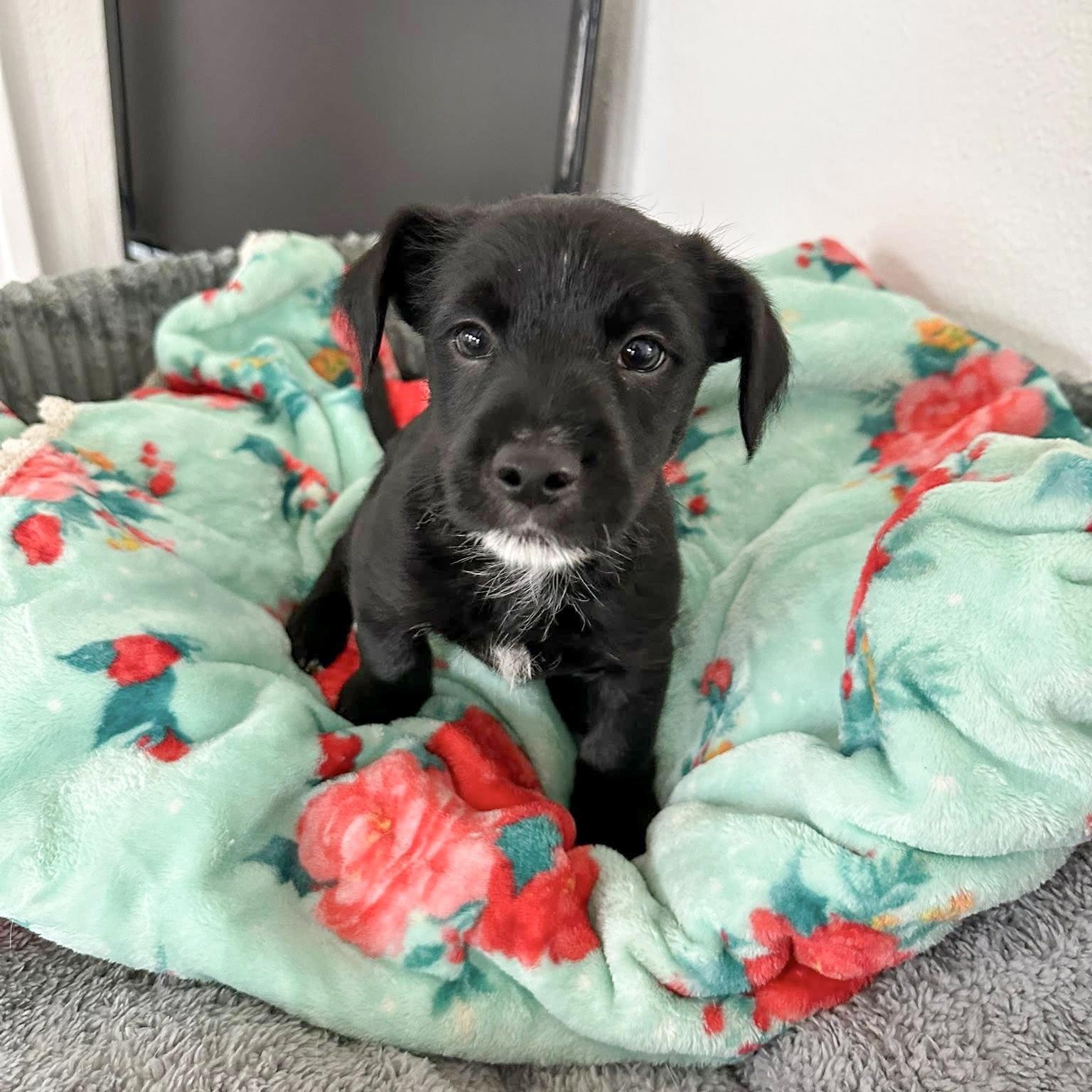 Gibbs- Needs a forever home!, Adopted, Puppy Male Dachshund & Terrier.