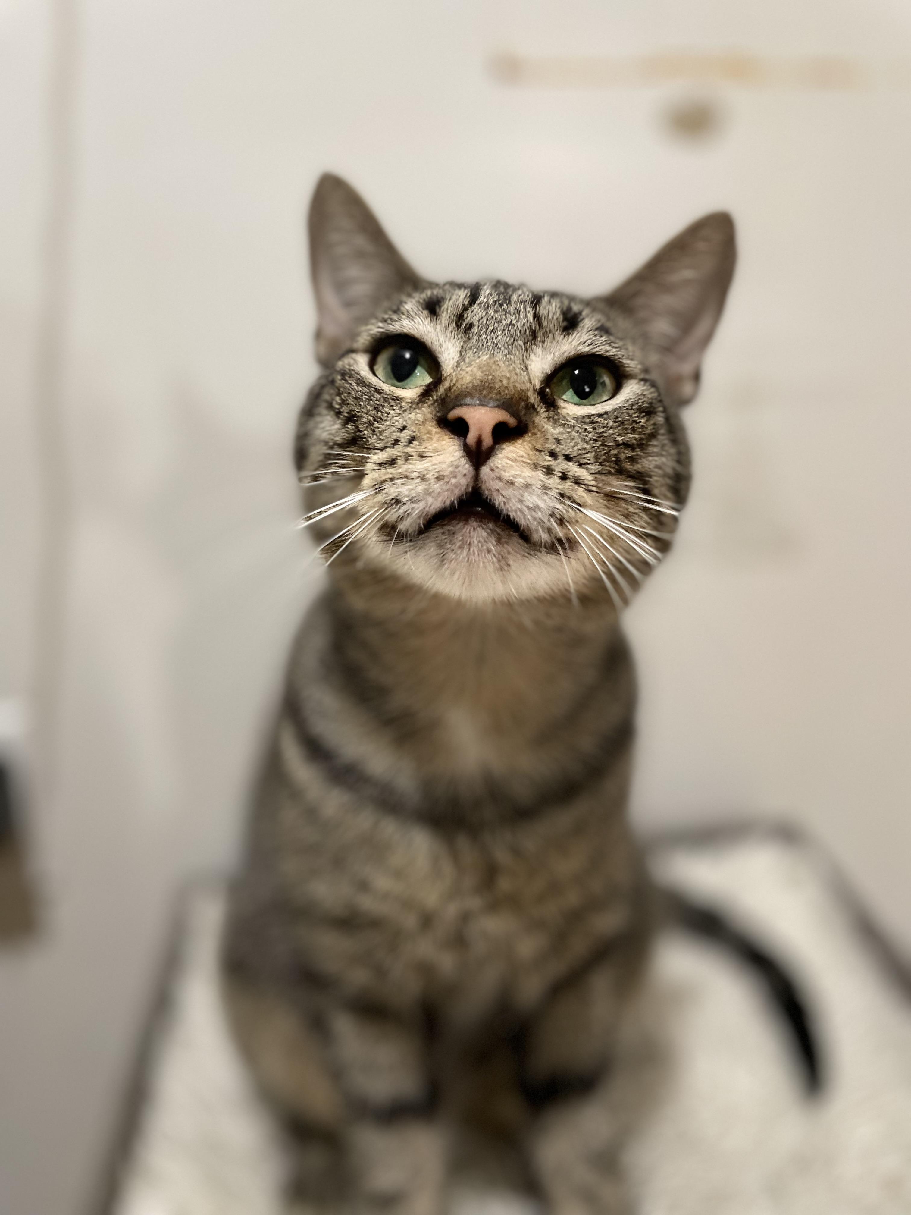 Led Zeppelin, Adoptable, Adult Male Domestic Short Hair & Tabby.