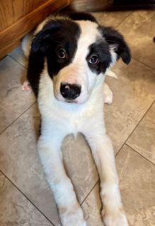 Enlarge Charlie, an adopted Mixed Breed in Schaumburg, IL image 3/4